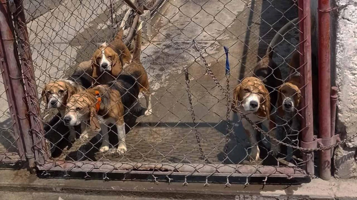 rescate-perros-enjaulados-texcoco_0