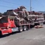 Tlalmanalco:Tráiler con cerdos vuelca en carretera México-Cuautla; varios animales muertos