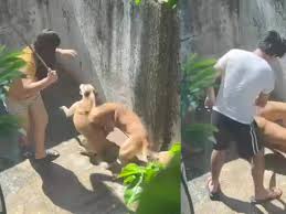 1 ver perro