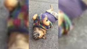 1perro