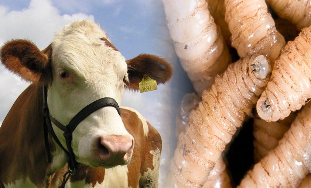 Gusano-Barrenador-1160x700