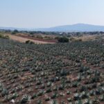 Se publica en el DOF la Denominación de Origen del Mezcal Mexiquense en la gestión de la gobernadora Delfina Gómez