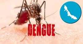 1 dengue