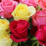 Este Día del Amor y la Amistad regala flores mexiquenses; EdoMéx concentra el 78 % de la producción nacional de rosa