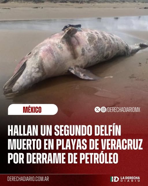1 segundo delfin fallecido