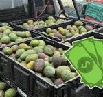 Advierten que el precio del aguacate podría registrar un fuerte incremento en las próximas semanas, impulsado por el encarecimiento del diésel