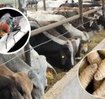 Dice titular de la Sedarpa que en los próximos meses liberarán millones de moscas estériles para combatir el gusano barrenador