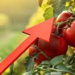 ¿Por qué el precio del jitomate se disparó en un año? Las claves para entender el aumento