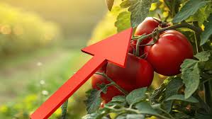1 por que aumento el jitomate