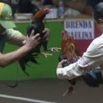 Edomex veta peleas de animales
