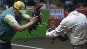 1 peleas de gallos edomex