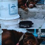En Beta 1, rescatan a perro que tenía el hocico encintado para impedir que ladrara