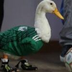 Expresidente Calderón pide regalías de la FIFA para el pato ‘Merlín’: ‘¡Móchense!
