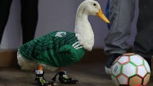 1 pato merlin