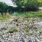Confirma Nahle toma de muestras en el río Papaloapan para detectar causas de mortandad de peces.