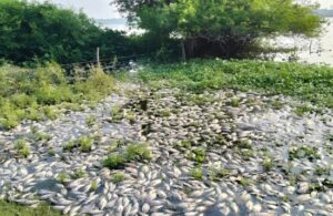 1 peces