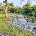 Por vertimiento de vinaza por la Alcoholera de Nopaltepec, hay mortandad de peces y otras especies acuáticas