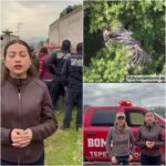 Tigre de Bengala kenzo capturado en Tepetlaoxtoc tras operativo de cuatro días