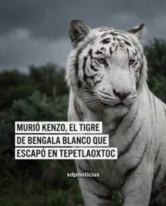 1 fallece kenzo tigre