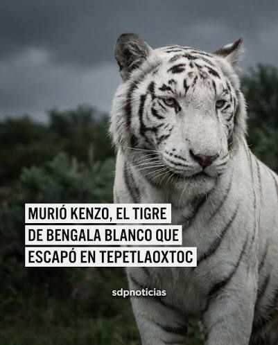1 fallece kenzo tigre