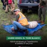Muere “Kenzo”, tigre de bengala localizado tras cinco días de búsqueda en Tepetlaoxtoc