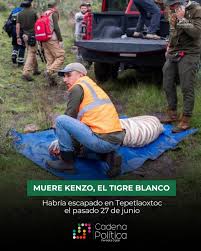 1 fallecimiento de kenzo el tigre