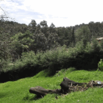Bosques del Edomexpodrían contar con viveros comunitarios para combatir la deforestación