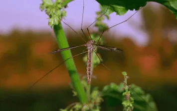 plantas_mosquitos_version1781573024319.png_936164473