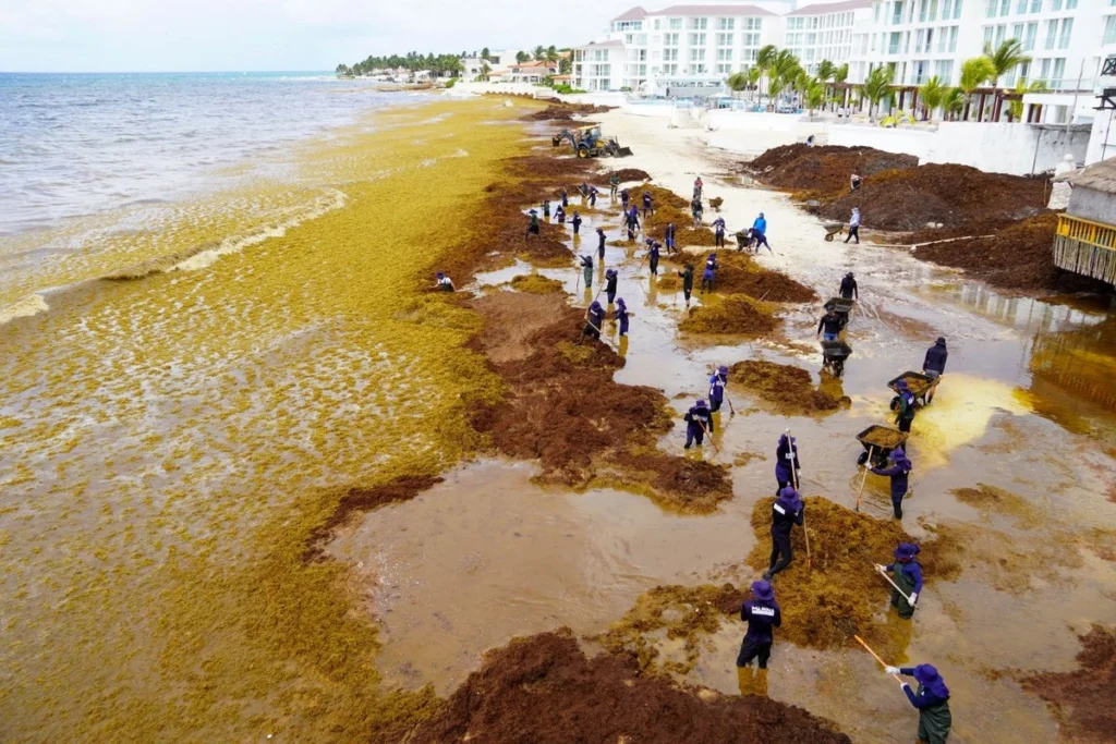 turismo-en-quintana-roo-se-desploma-por-sargazo-y-conflictos-internacionales_38b6b6b6-b913-4e4f-8400-c47076bea840_medialjnimgndimage=fullsize