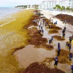 Turismo en Quintana Roo se desploma por sargazo y conflictos internacionales
