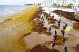 turismo-en-quintana-roo-se-desploma-por-sargazo-y-conflictos-internacionales_38b6b6b6-b913-4e4f-8400-c47076bea840_medialjnimgndimage=fullsize