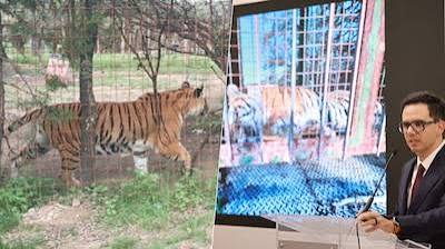 1 16 detenidos y un tigre