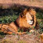 Aumenta el tráfico ilegal de grandes felinos en México
