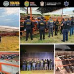 RECUPERAN FISCALÍA EDOMÉX, FISCALÍA DE VERACRUZ, SSEM Y POLICÍA MUNICIPAL 136 CABEZAS DE GANADO EN PREDIO DE OTUMBA